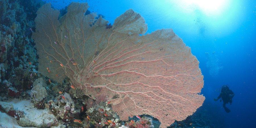 Il corallo, presente nei fondali africani